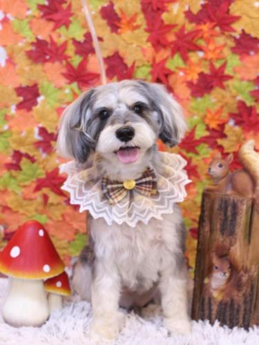 20241129パピコくん